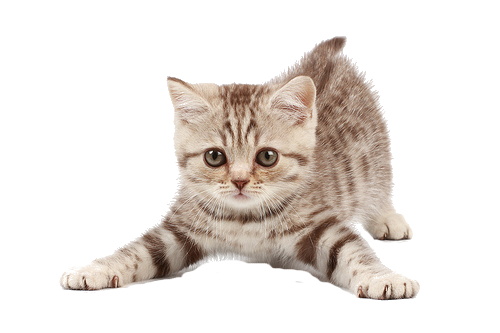 gato