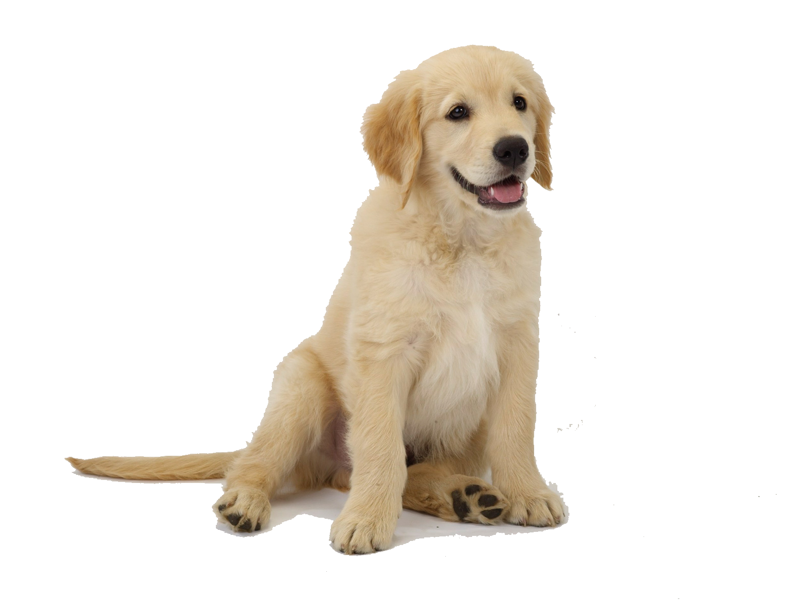 perro
